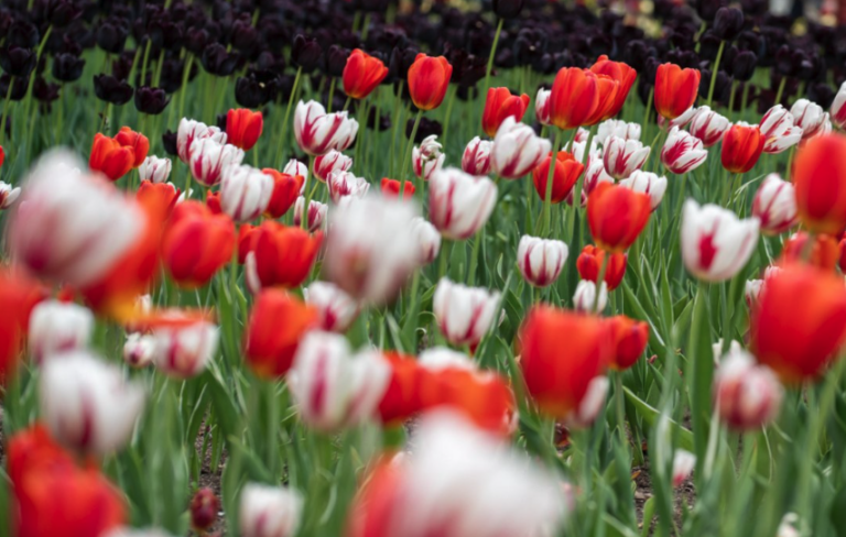 Member Spotlight: Canadian Tulip Festival