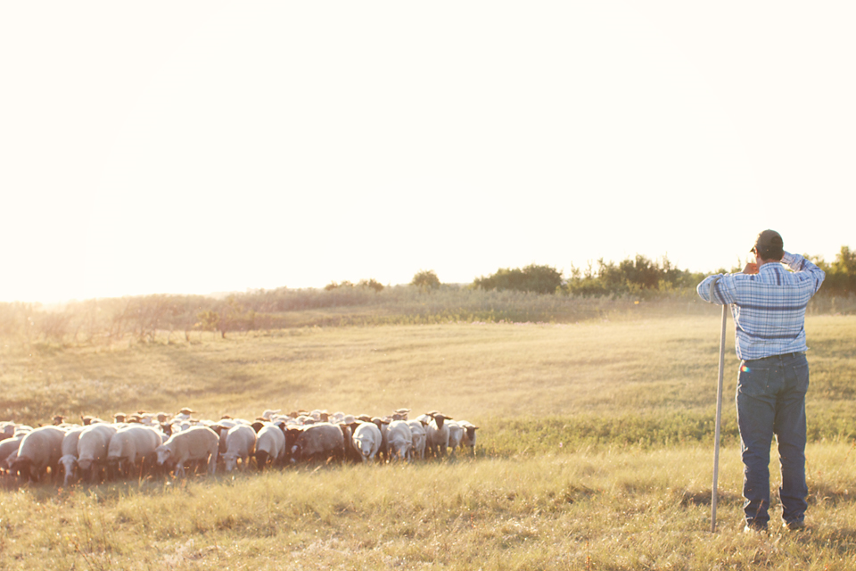 Targeted Grazing