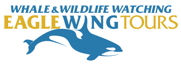 Member Spotlight: Eagle Wing Whale & Wildlife Tours