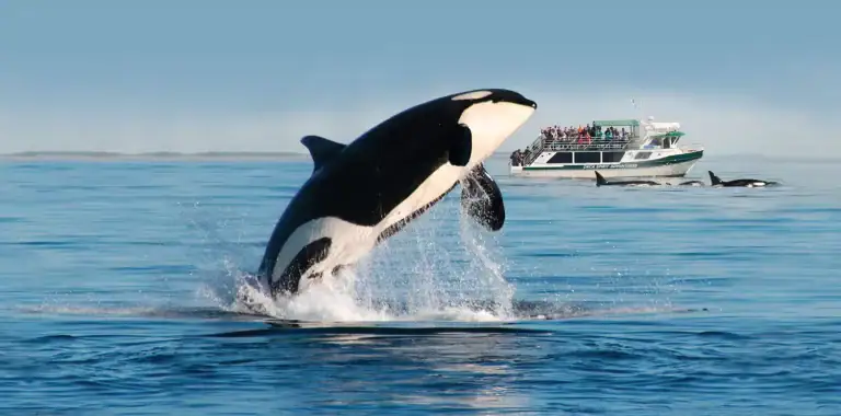 Member Spotlight: Orca Spirit Adventures